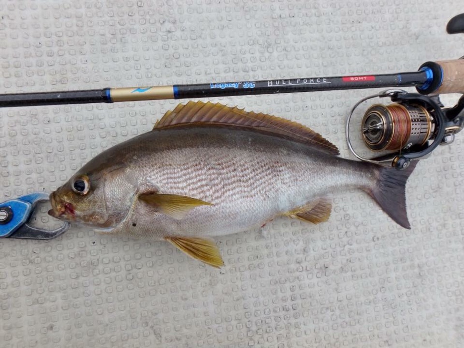 大隅釣り走り それいけ 太郎丸 またもやイサキがルアーでプチ爆