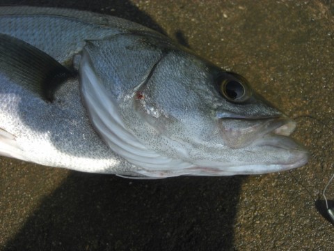o487yzcnvdhzbkdiaehc_480_480-24788b3c.jpg