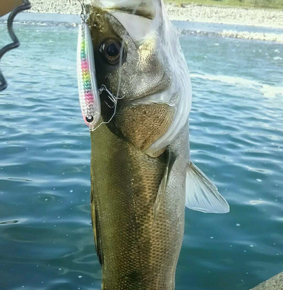 よっちゃんのオラオラ魚釣り道場 男は黙ってデイゲーム よっちゃんのオラオラ魚釣り道場 男は黙ってデイゲーム