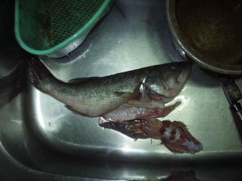 o5mkd4s722harukj4dfp_480_480-fed21ab2.jpg