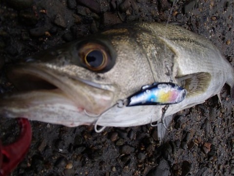 o5z6mhdyb95365tywyak_480_480-c6192e21.jpg