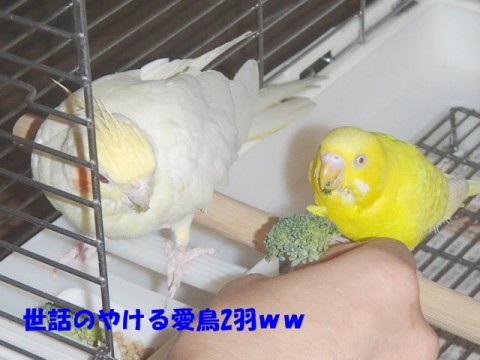 o6379tvfmwjtvofnvamv_480_480-896d70b3.jpg