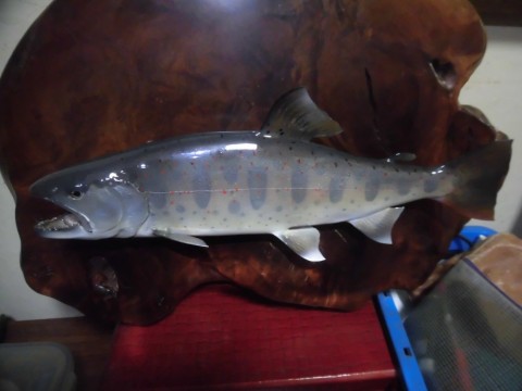 o6pup28ixz3yihgoexw6_480_480-faaa3dbb.jpg