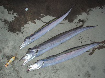 o6zhs45sefyb6e7994bz-5c611e7c.jpg