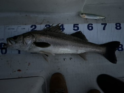 o7fg2wkfjajdexcenngj_480_360-55476924.jpg