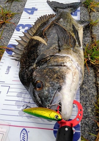 o8aznvasogafgagmf9d3_480_480-383787a6.jpg