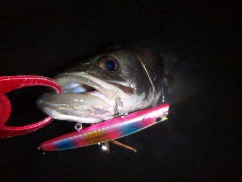 o8fduek93ysr3k6w5owh_480_480-0397f111.jpg