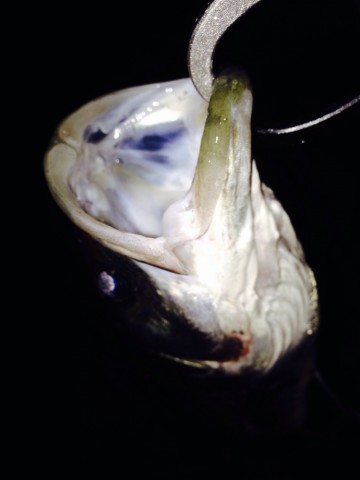 o8hrfibkdbhi6uvp9c6s_690_920-f1e4436c.jpg
