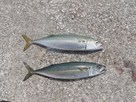 o8ijfweikms3co2rhx68_480_480-5caec330.jpg