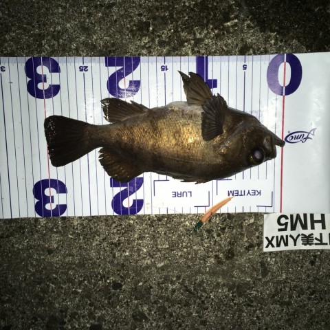 o8pb97cspeyzdhg9c2ig_480_480-f883dc3e.jpg