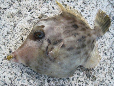 o93eex4dgvkyaamx7x2m_480_480-1774caf7.jpg