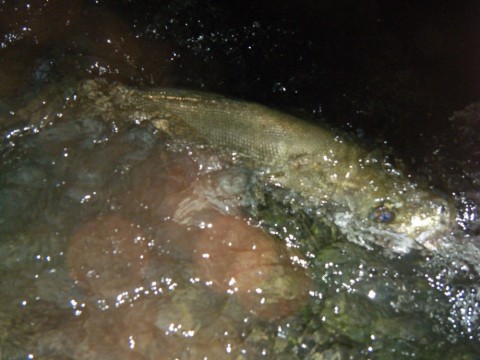 oa367okgaugssmyi3bpo_480_480-18ed210d.jpg