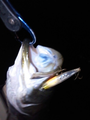 oa3dcjpm8j8omg6xvh9d_480_480-944b05b1.jpg