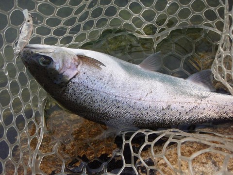 oafxbtf8gthazenx58aj_480_480-6693cfc4.jpg