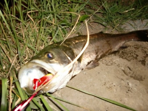 oazo69wzxtw5nfete5b6_480_480-5f71fc7e.jpg