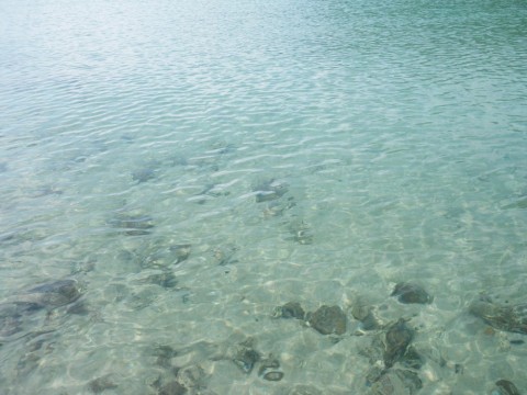 ob25844dauwp2nbu4iur_480_480-ba06ccf8.jpg