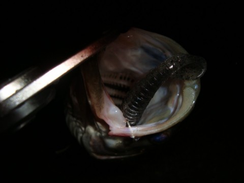 ob55oe5in69eauuo3f36_480_480-c284b159.jpg