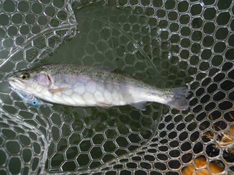 obgfpvefpuwuvjs5spp4_480_480-1b1800c7.jpg