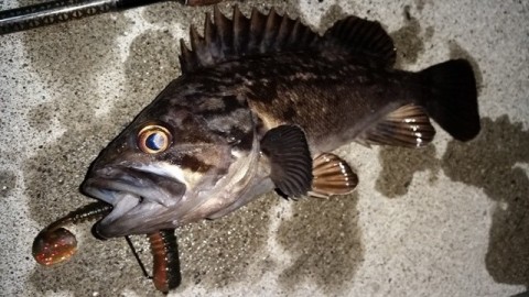 obwanrtertihavcjmeii_480_480-448f8255.jpg