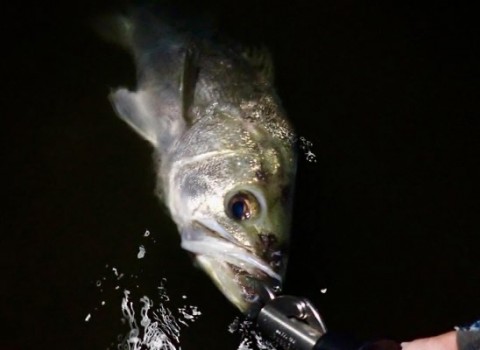 ocojbhyjrv8h7wnp4fw7_480_350-f161bde4.jpg