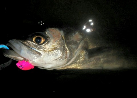 ocuoyg92e7yi83x5tkwf_920_660-b707006b.jpg