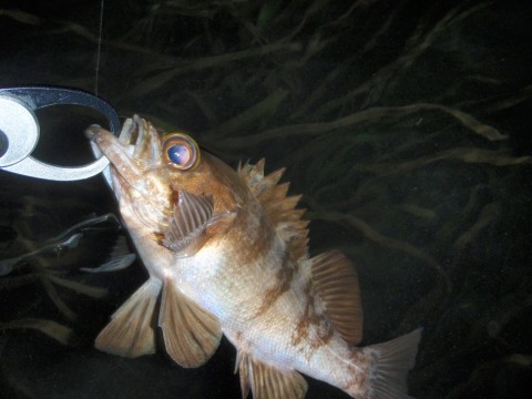 odu4mxmb7vng6x3a2wti_480_480-f7ff1689.jpg