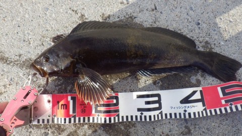 oe428mjb2sjkjggnirjz_480_480-11a248cb.jpg