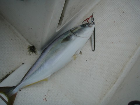 oeipirugbor6jh3wi7ur_480_480-3408780c.jpg