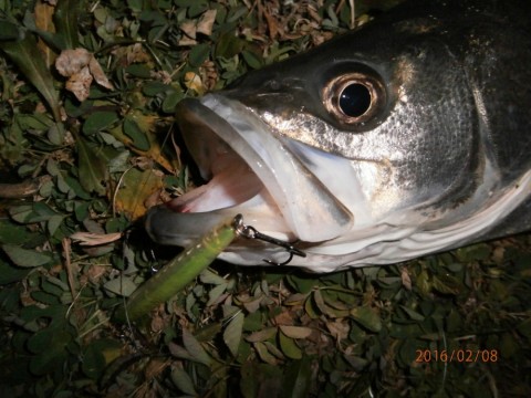 oejghsiprp5sbu8uhhtn_480_480-0a74a752.jpg