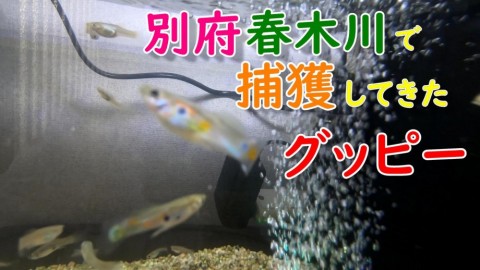 ofioy3gggjiwo8zig4hc_480_480-c79ae302.jpg