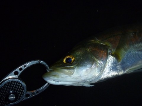 ofx4goawvabhfds7kf3a_480_480-4e001689.jpg