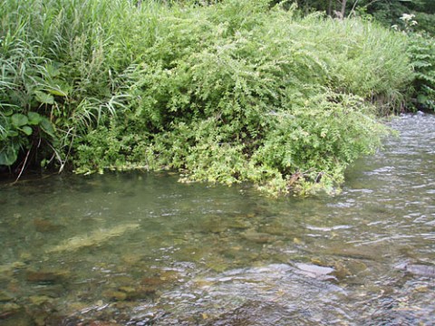 ofzja6zowdx29k267ahf_480_480-62a0c7a2.jpg