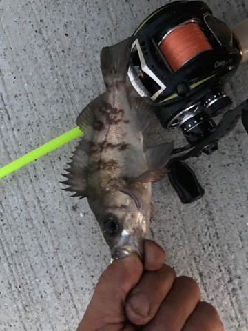 og63tpxc42gz2jobuiuu_690_920-78dbaff0.jpg