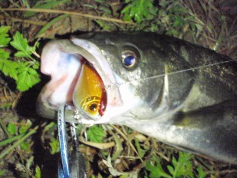 ogai449wg4jdju5y8wj4_480_480-279c7ae0.jpg