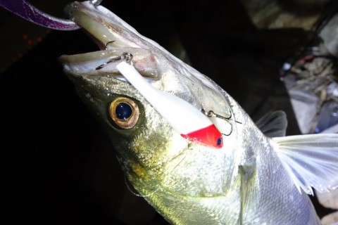 oghz7ay9kxjv75uam9es_480_480-ffcdff97.jpg