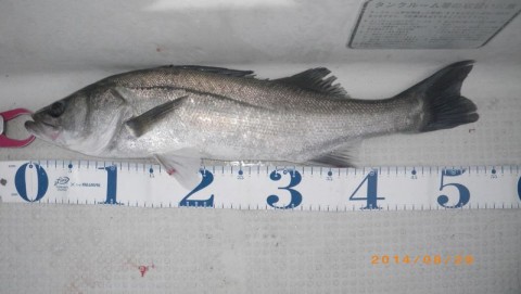 ohfe635fzd767e2pdvv7_480_480-c23dac05.jpg