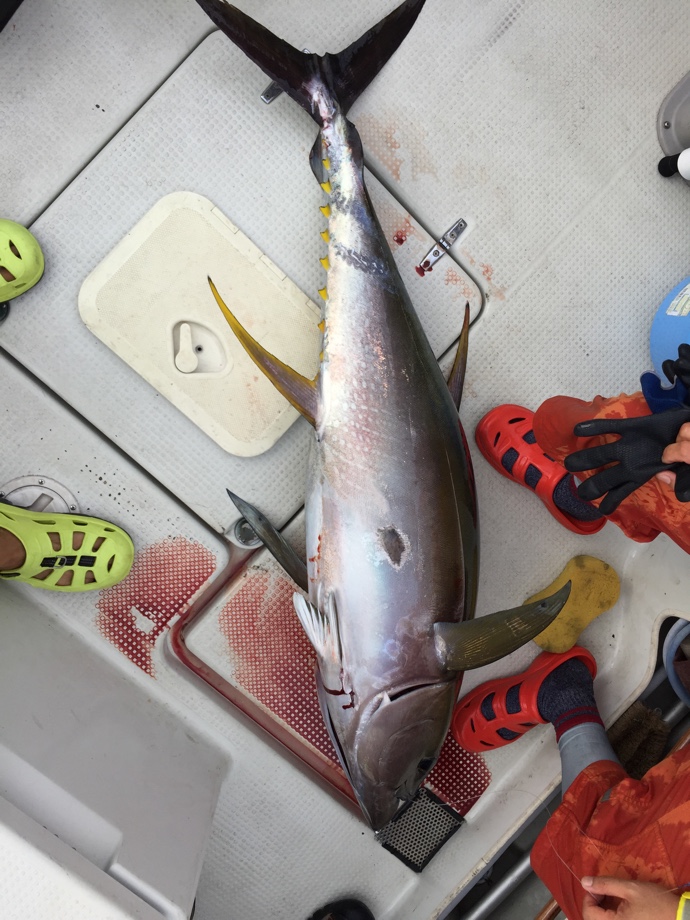 釣っ た マグロ の 寝かせ 方