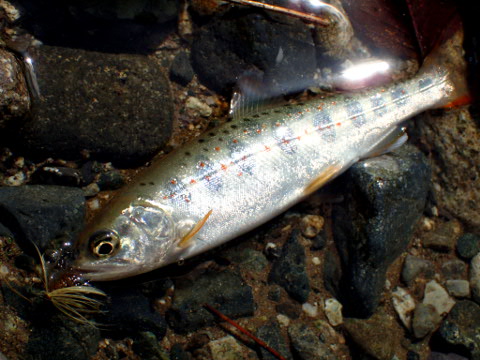 ohorn6cj5dmd4rh8ywcp-bae4951c.jpg