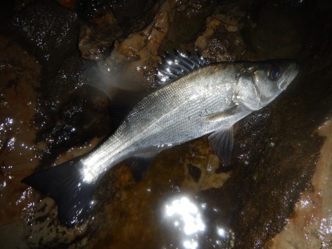 ohrysan29v3f8uxxnh7e_480_480-675e2812.jpg