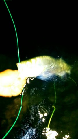 ohuh7epinhn85pdkvcf3_480_480-3c3f4147.jpg