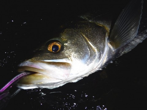 ohy9ekjf9nu2mss62s7p_480_480-edd65726.jpg