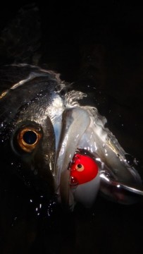 oi6oji63d9cdfyeipo7v_270_480-4815048b.jpg