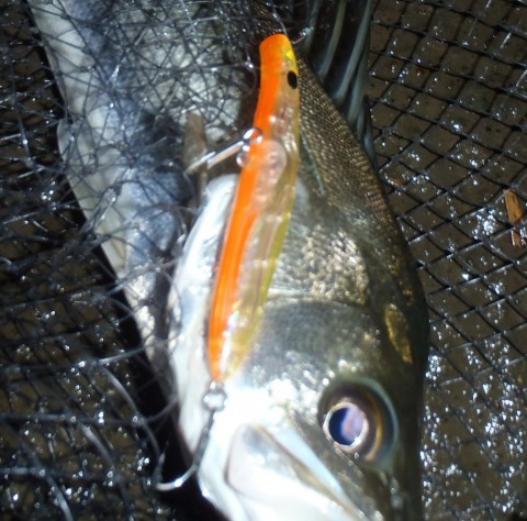 oi6xknyhgam3eyywharf_480_480-36869c21.jpg