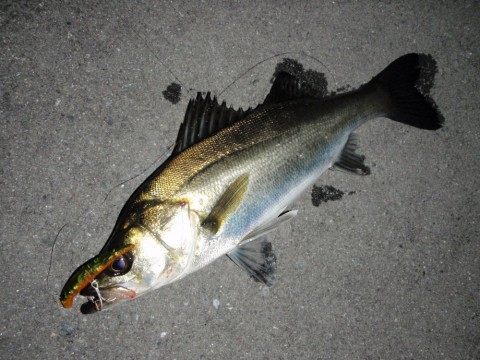 oifyi6iuu5swrimoy4bb_480_480-43d54871.jpg