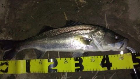 ojcu7aji6h3d7u6w6h69_480_480-02b223d5.jpg