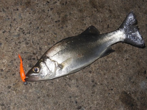 okaogrx8tkeziiskneo3_480_480-cd750ac8.jpg