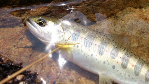 oko48akk5kg74y84utav_480_480-0305316a.jpg