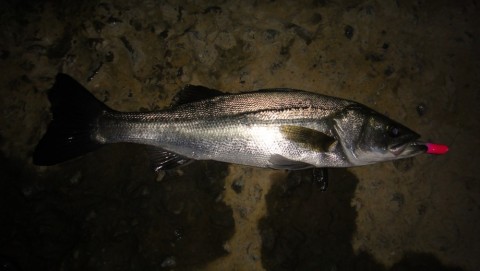 okro6dvjrchwg6wfj6d5_480_480-bcb5b875.jpg