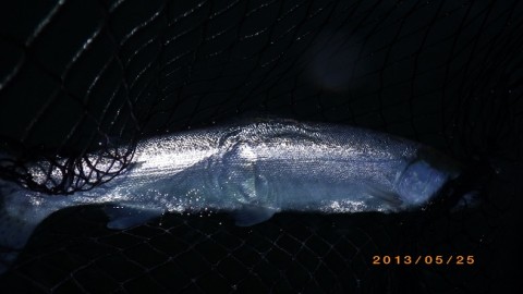 okrogmo7g479r6uhpiv5_480_480-aad8bd44.jpg
