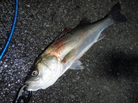 omncntg8cauc5ixbvak5_480_480-15d2656a.jpg